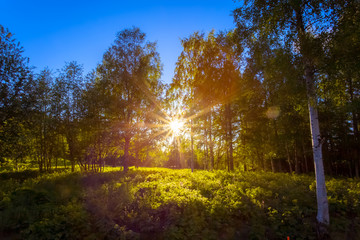 The sun shines through the woods. Photo from Sotkamo, Finland.