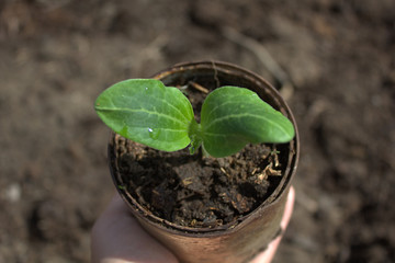sprout in a pot