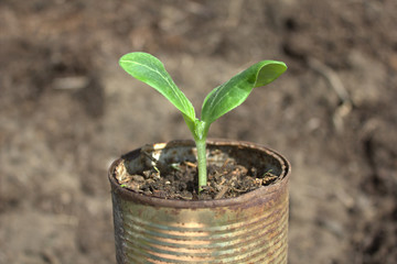 sprout in a pot