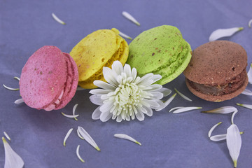 Tasty macaroons with flowers on .gray  background. Colorful .almond biscuits of pink,yellow, green and brown colors. Creative composition.
