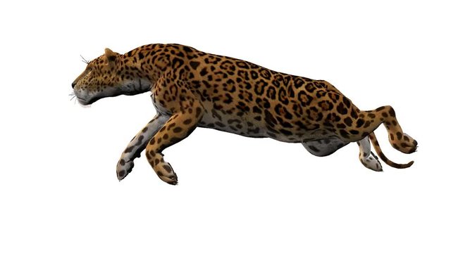 leopard runs,loop, animation, Alpha channel