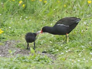 Moorhen, Gallinula chloropus