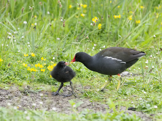 Moorhen, Gallinula chloropus