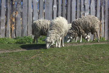 sheep