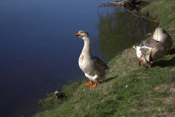 geese on the river Bank