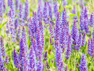 Natural summer background with blooming Woodland Sage (Balkan clary, Salvia nemorosa). Russia.