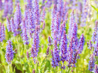 Obraz premium Natural summer background with blooming Woodland Sage (Balkan clary, Salvia nemorosa). Russia.