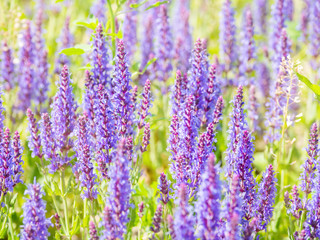 Fototapeta premium Natural summer background with blooming Woodland Sage (Balkan clary, Salvia nemorosa). Russia.