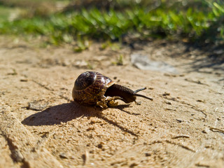 A small brown garden snail crawling on the sand. The road in the village outside the city. Spring or early summer. Wildlife. Macro shooting