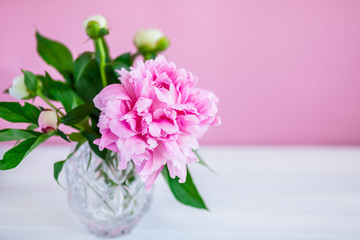 Fototapeta na wymiar Pink peonies in vase