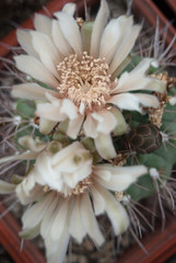 Fototapeta na wymiar pink flowers cactus