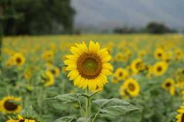 Obraz premium Sunflowers in the field under cloudy in Thailand
