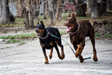 Dobermans are running in the city