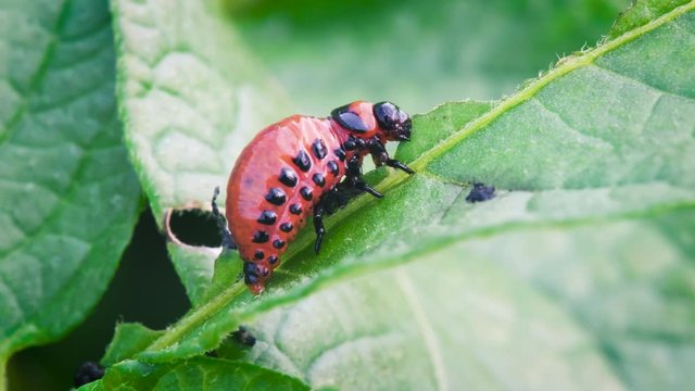 Young Colorado beetle eats potato leaves Colorado beetle eats a potato leaves young. Pests destroy a crop in the field. Parasites in wildlife and agriculture.