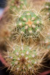 Cactus close up