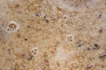 surface of craft beer during mashing process. Craft beer brewing from grain barley pale malt in process. Ale or lager from pilsner malt.