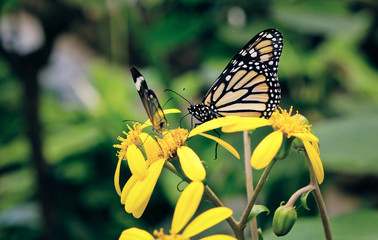 butterflies on a flower
