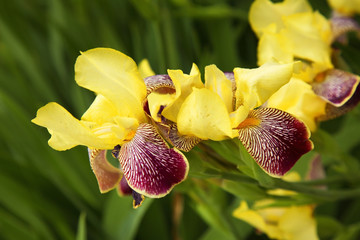 Fototapeta premium View of orchid in garden