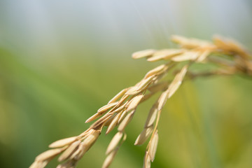 Combine harvester running amids golden rice field