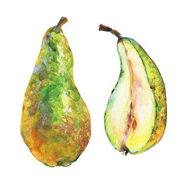 Hand drawn green pears. Watercolor fresh fruit on white background. Painting isolated illustration