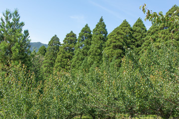 森林浴を浴びながら5