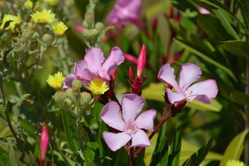 Flores de adelfa 1