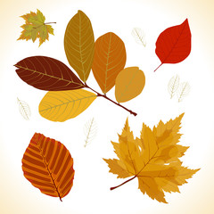 autumn leaves set,  flat style, vector illustration.