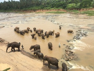 Fototapeta premium Sri Lanka Elephant Orphanage