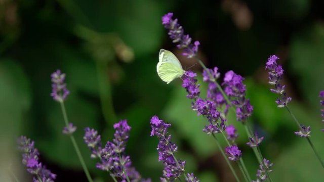 lavender flowers, Lavandula angustifolia,with a Large White, Pieris brassicae butterfly. Slow motion

