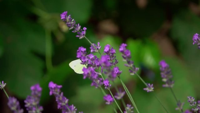 lavender flowers, Lavandula angustifolia,with a Large White, Pieris brassicae butterfly. Slow motion
