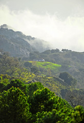 Fototapeta na wymiar Pine forerst in Sierra de Grazalema Natural Park, province of Cadiz, Andalusia, Spain