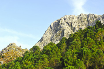 Fototapeta premium Bosque de pinos en el Parque Natural Sierra de Grazalema, reserva de la Biosfera, provincia de Cádiz, Andalucía, España