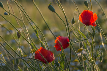 Fototapeta premium Wild poppy flowers on sunset. Close up view. Selective focus. Agricultural concept.