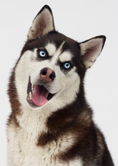 dog breed Siberian husky © Happy monkey