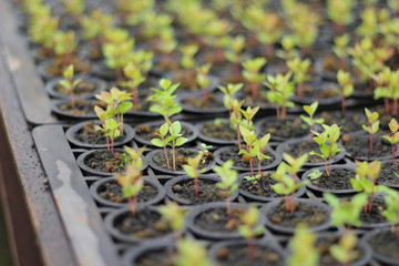 Small plants