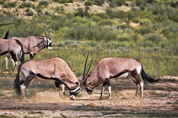 Gemsbok, Oryx gazella gazella, male combat, Kalahari, South Africa