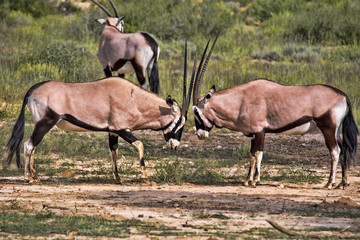 Gemsbok, Oryx gazella gazella, male combat, Kalahari, South Africa