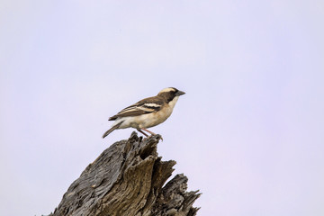 Lesser gray shrike, Lanius minor, Kalahari South Africa