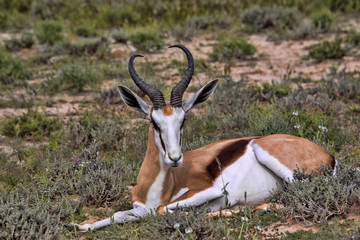 Lying Springbok, Antidorcas marsupialis, Kalahari South Africa