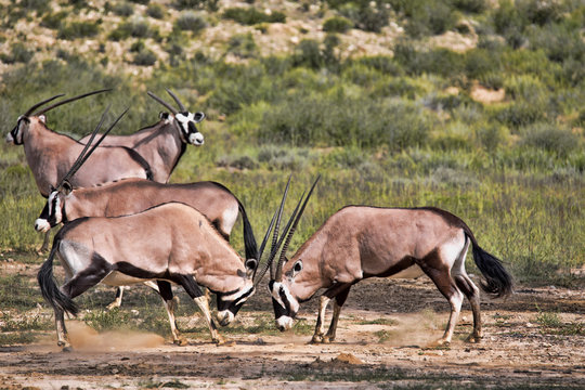 Gemsbok, Oryx gazella gazella, male combat, Kalahari, South Africa