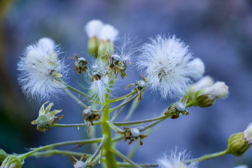 White thistle in the field. The dried thistle flowers in the sunlight. white fluffy weed flowers.