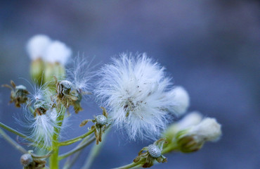 White thistle in the field. The dried thistle flowers in the sunlight. white fluffy weed flowers.