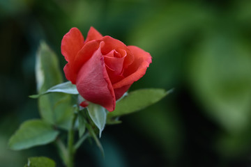 One young dark red rose with green leaves growing in the garden.