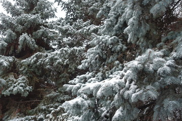 Colorado spruce trees covered with snow in winter