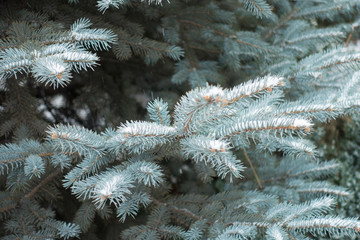 Leafage of blue spruce covered with snow