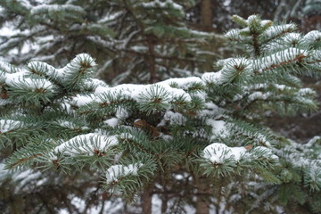 Low branches of blue spruce covered with snow