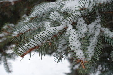 Naklejka na ściany i meble Shoots of blue spruce covered with snow
