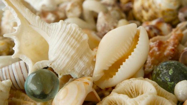 Close up lots of different mixed colorful seashells as background. Various corals, marine mollusk and scallop shells. Sea vacation travel and beach holiday tourism concept.