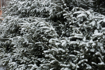 Shoots of yew covered with snow in winter