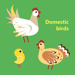 Domestic birds rooster, hen and chicken